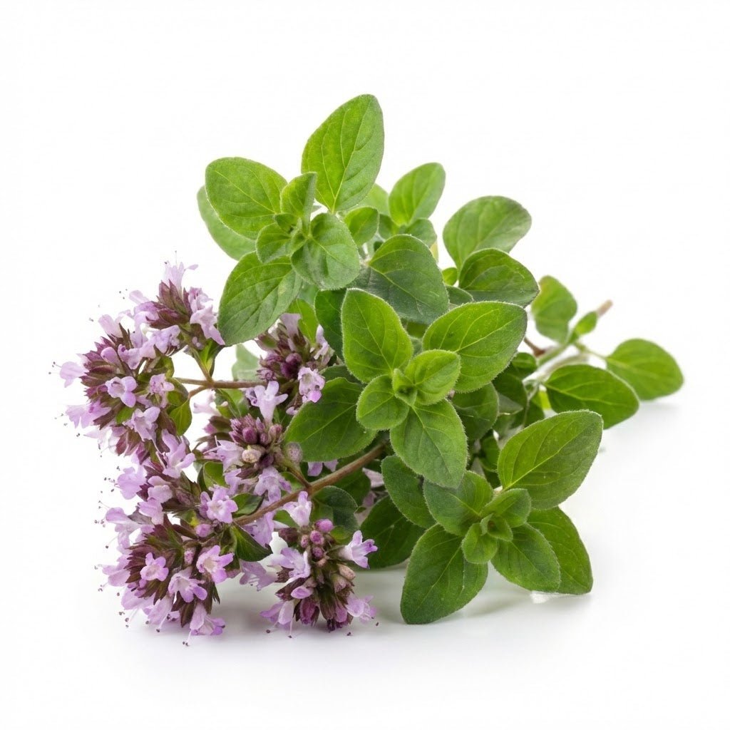 Wild Oregano Oil